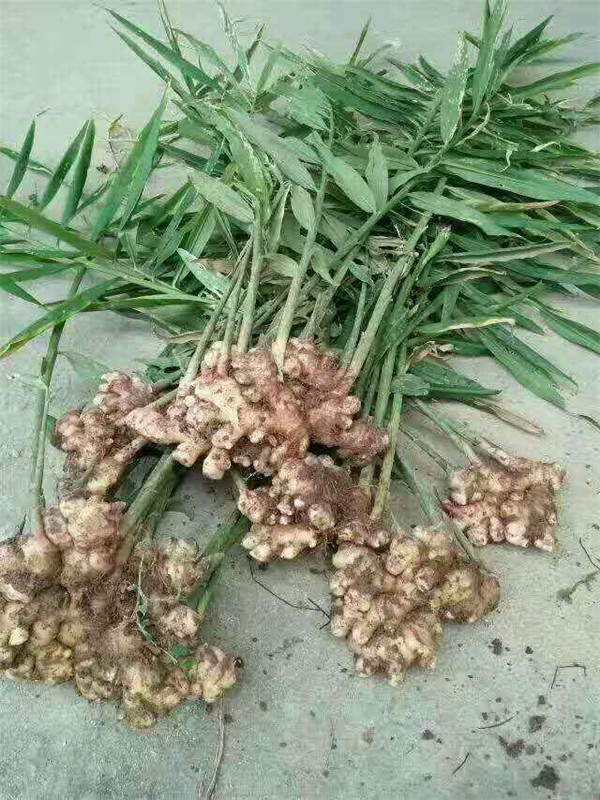 中网市场发布: 浙江天草药材专业合作社专业种植生姜及加工姜茶,姜粉